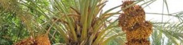 Palmier dattier : Le Maroc occupe la 7ème place au  niveau mondial