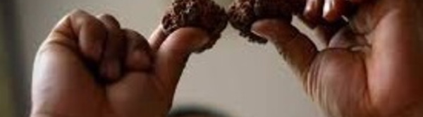Insolite : Des noix qui valent de l’or