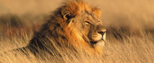 ​Les Etats-Unis veulent protéger le lion africain