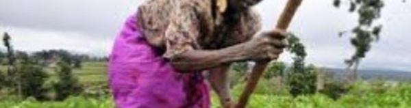 Séminaire international sur la formation professionnelle agricole et rurale en Afrique à Rabat