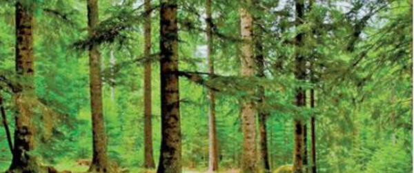 Mise en garde contre la forte dégradation alarmante du couvert forestier national