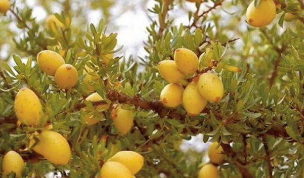 Pour l'ONU, l’arganier représente la richesse de l’héritage naturel du Maroc