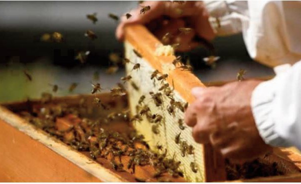 Un expert plaide pour l'instauration d'une véritable culture de l’apiculture au Maroc