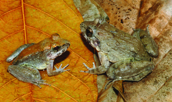 Découverte d'une première grenouille à avoir accouché de têtards