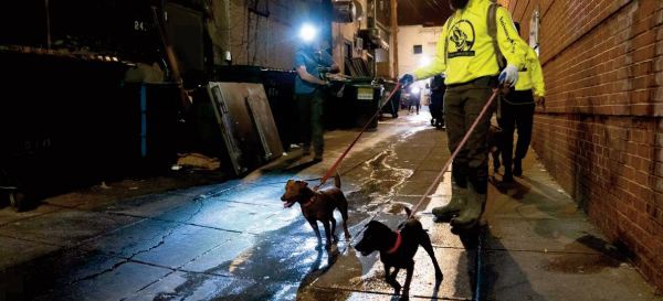 A Washington, les chiens font la guerre aux rats