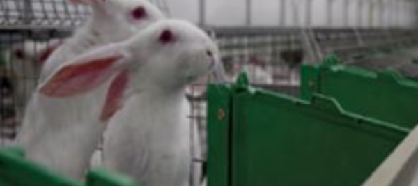 Sortir les lapins des cages, "c'est l'avenir"