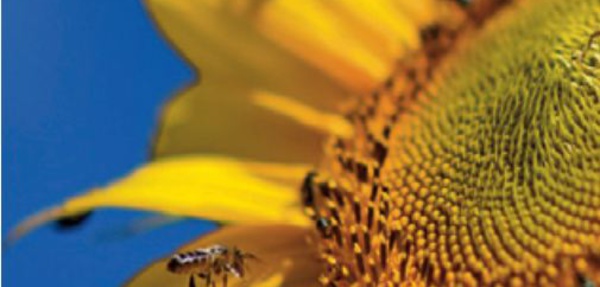 Sensibilisation réussie auprès des agriculteurs d'El Gara pour la culture du tournesol