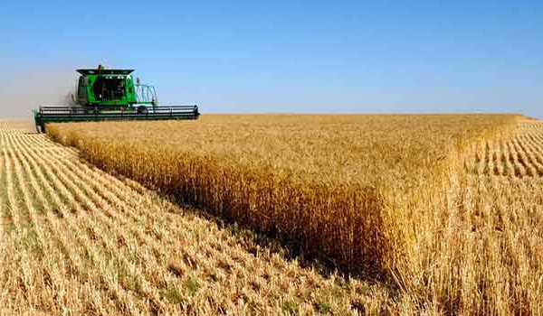 La production céréalière mondiale se dirige vers un niveau record en  2023