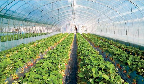 Agriculture. Un secteur au cœur des priorités Royales