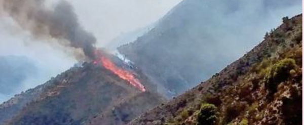L'incendie de la forêt de Maghraoua totalement maitrisé