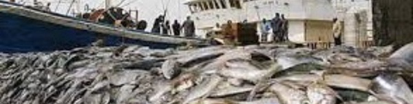 La mise en œuvre de l’accord de pêche  avec l’UE “globalement satisfaisante”