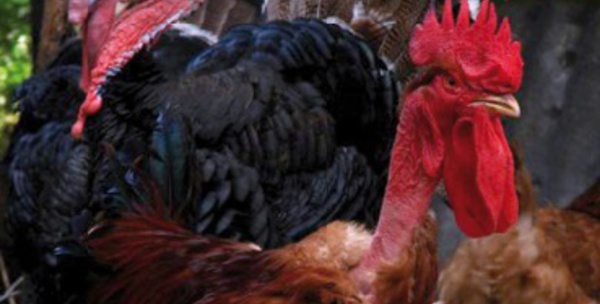 Le Marocain consomme près de 17 kg par an de viandes blanches