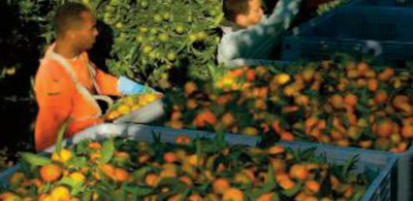 1.200 saisonniers marocains attendus en Corse pour la récolte des clémentines