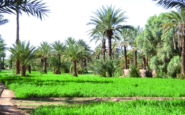 Zoom sur le rôle des oasis marocaines