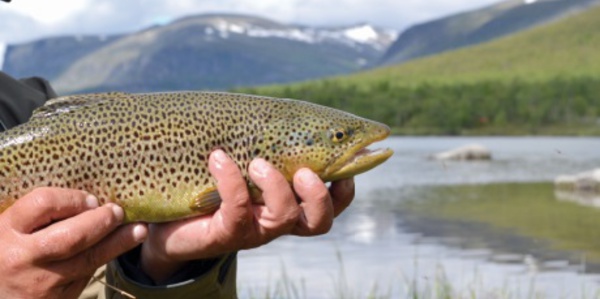 ​La production de poissons d’eau douce au secours des revenus des pêcheurs
