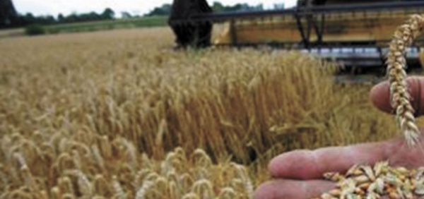 ​Près de 13,9 millions de quintaux de  céréales collectés