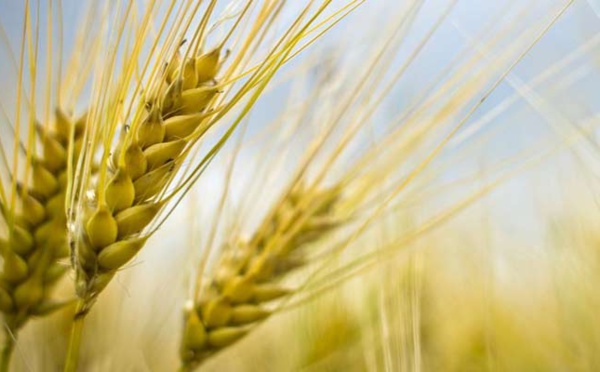 Des céréales françaises pour combler les besoins du marché marocain
