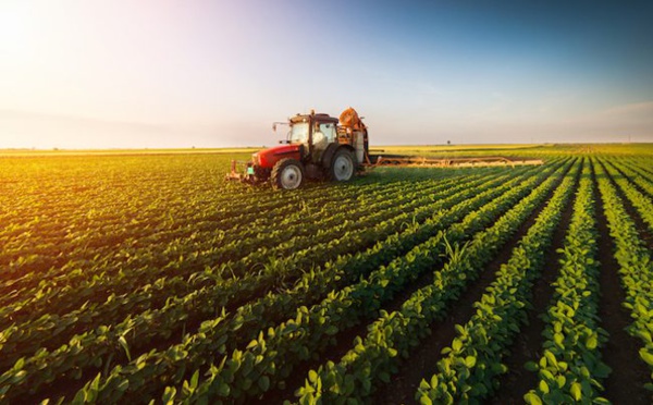Agriculture : Les récentes précipitations ravivent l'espoir d'une bonne campagne
