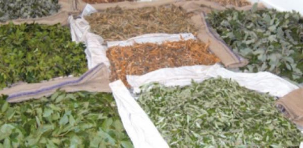 550 MDH de recettes générées par les plantes aromatiques et médicinales