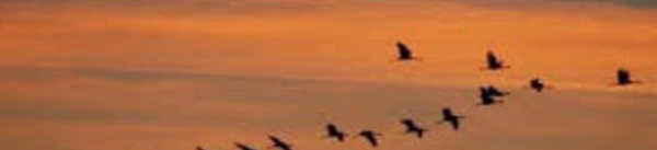 ​L'avifaune nationale compte 480 espèces entre oiseaux résidents et migrateurs