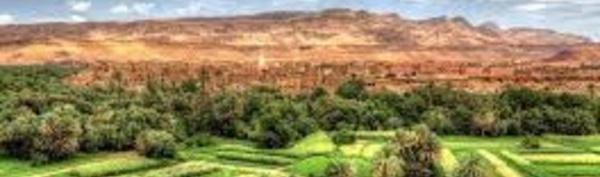 Plus 80 % de la production nationale des primeurs provient de Souss-Massa-Drâa