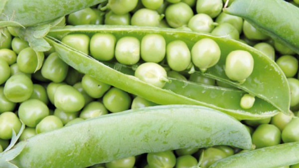 Pour la promotion de la culture des petits pois à Al Hoceima