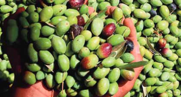 Guelmim-Oued Noun : Baisse de 30% de la production d'olives
