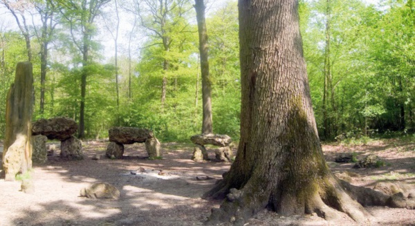 Une vente par adjudication de liège rapporte 103 MDH