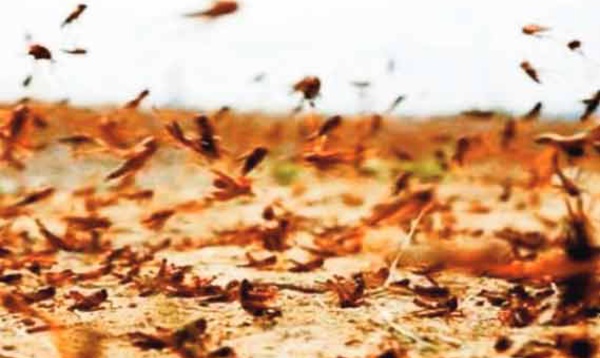 Le changement climatique pourrait aggraver les invasions acridiennes