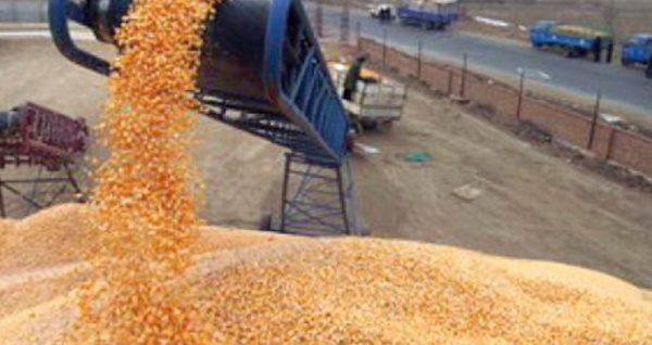 ​Plus de 14 millions de quintaux de céréales collectés