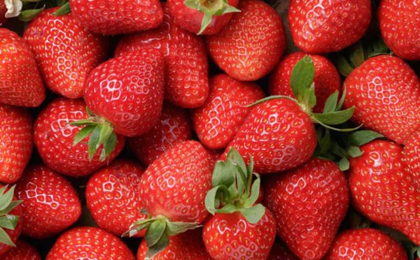 A dessein. On s'obstine désespérément à vouloir voir de l'hépatite dans les fraises marocaines