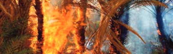 Un incendie ravage l’oasis “Ouled Chaker” dans la province d’Errachidia