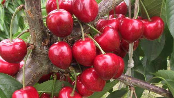 100 cerisiers pour le centenaire du Festival des cerises