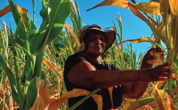 Au Zimbabwe, El Nino fait ressurgir le spectre de la faim