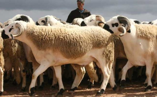 Engagements d'importation d'ovins: L'enregistrement des demandes ouvert jusqu'au 5 avril
