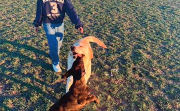 "Bon chien!": Nos plus fidèles animaux nous comprennent