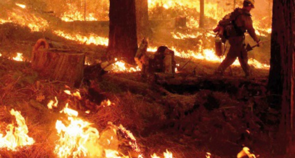 ​Les incendies de forêt dans la région Tanger-Tétouan ont coûté plus de 6 MDH