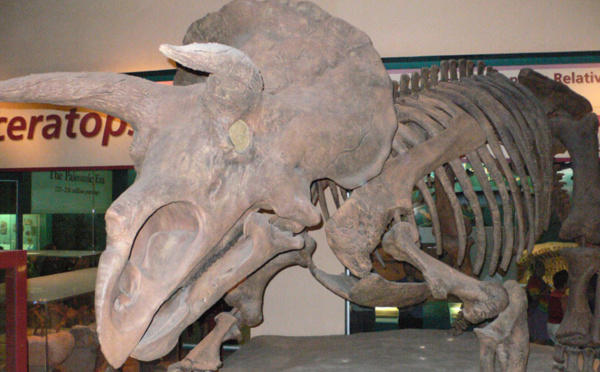 La famille des tricératops s'agrandit après la découverte d'un nouveau dinosaure