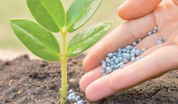Le Maroc fait don d'engrais aux petits agriculteurs du Guatemala