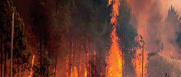 Incendies de forêt. L'ANEF entame la publication quotidienne de cartes précises des zones à risque