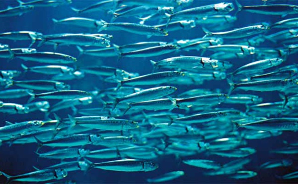 La sardine de retour. C’est que du bonheur