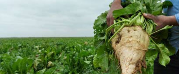 Gharb : 286.000 T de betterave, malgré le stress hydrique