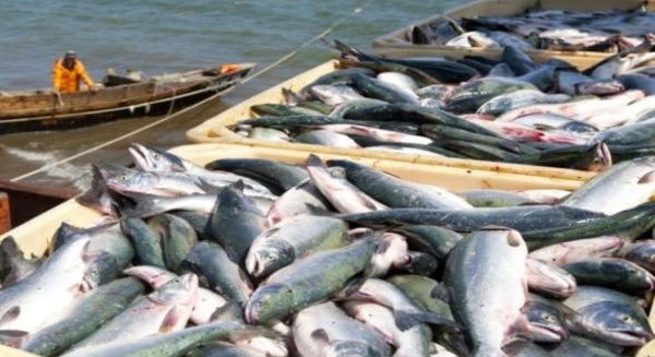 Port de Nador: Baisse de 13% des débarquements de la pêche à fin juin dernier