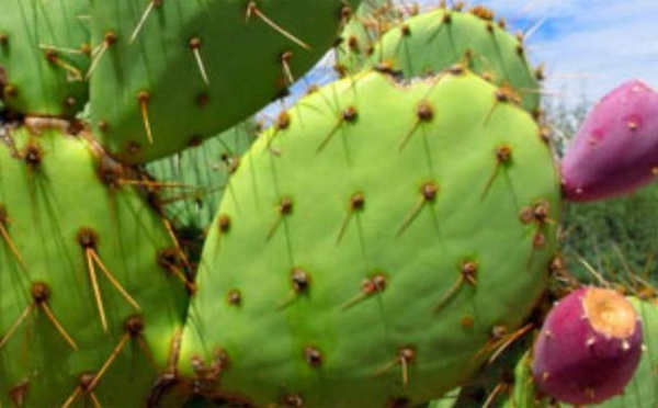 Les figues des Doukkala, une production annuelle estimée à plus de 8.450 tonnes (Office)