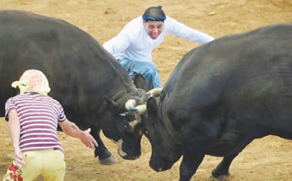 Au Japon, le combat de  taureau se passe de matador