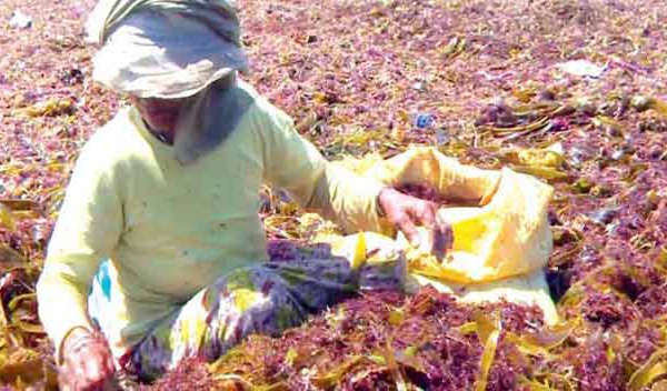 Les algues marines, poumon économique et écologique des côtes d'El Jadida