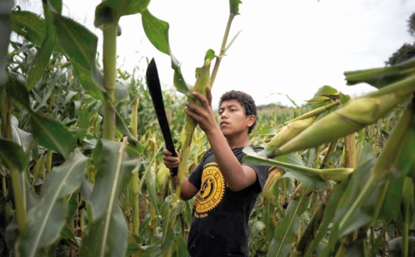 L'Indice FAO des prix alimentaires affiche son plus fort recul depuis décembre 2008