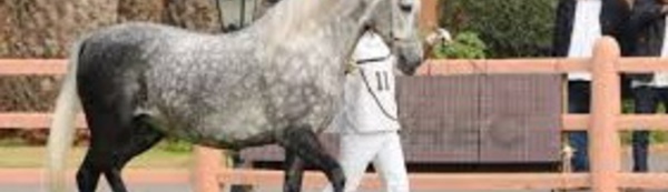 C’est parti pour le concours des chevaux arabe-barbe