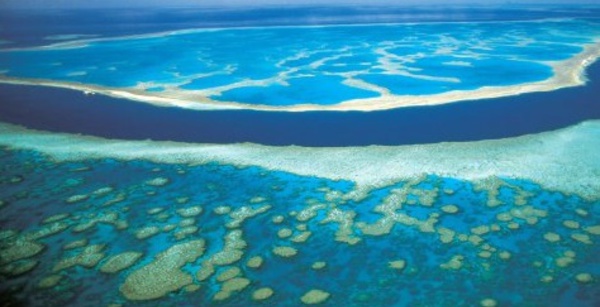 El Niño menace le corail