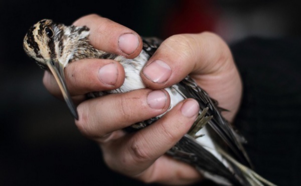 Le changement climatique coupe les ailes aux oiseaux
